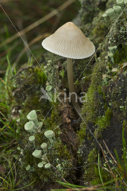 Helmmycena (Mycena galericulata)