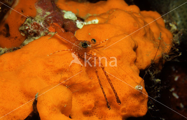 Henderson’s hinge-beak shrimp (Cinetorhynchus hendersoni)