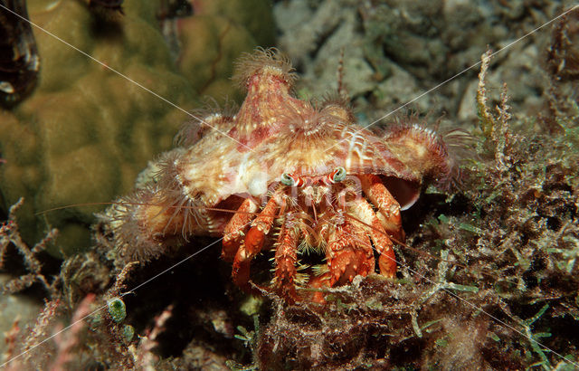 Parasit anemone hermit crab (Dardanus pedunculatus)