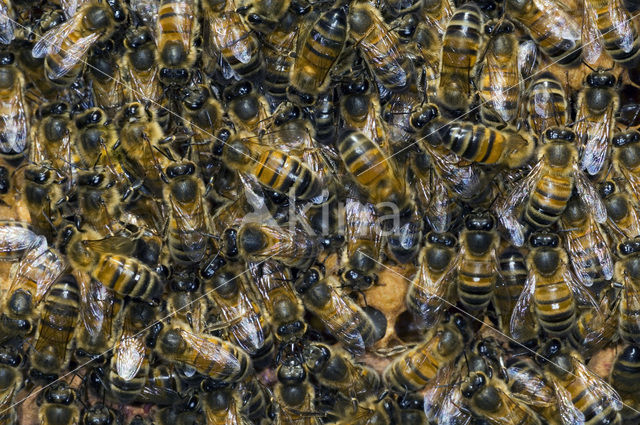 Honey bee (Apis mellifera)