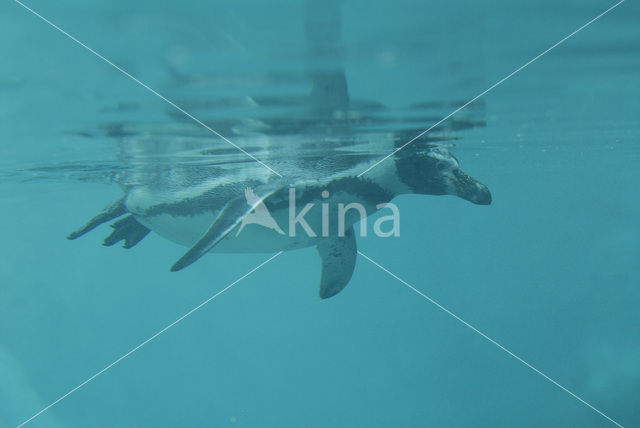 Humboldt penguin (Spheniscus humboldti)