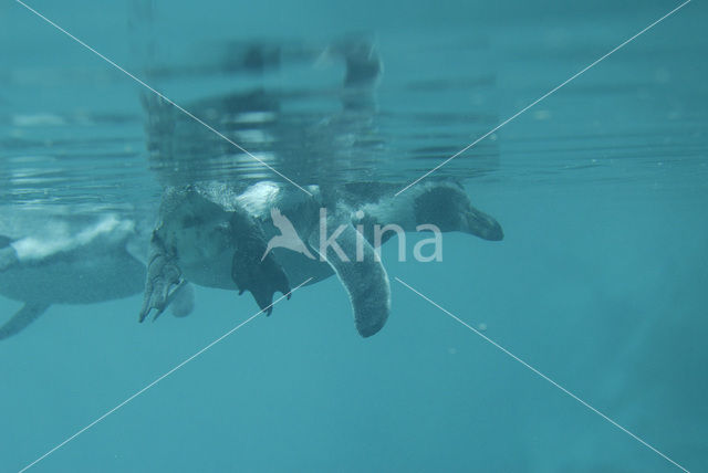 Humboldt penguin (Spheniscus humboldti)