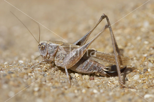 Intermediate Bush-cricket (Platycleis intermedia)