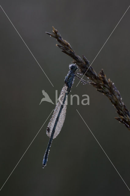 Damselfly