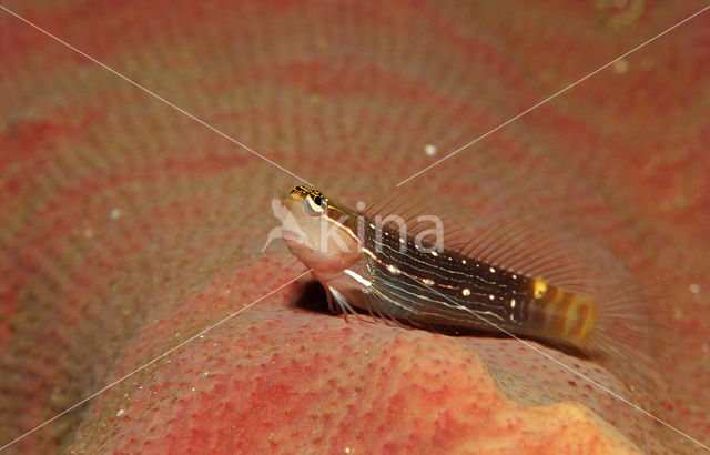 White-lined comb-tooth (Ecsenius pictus)