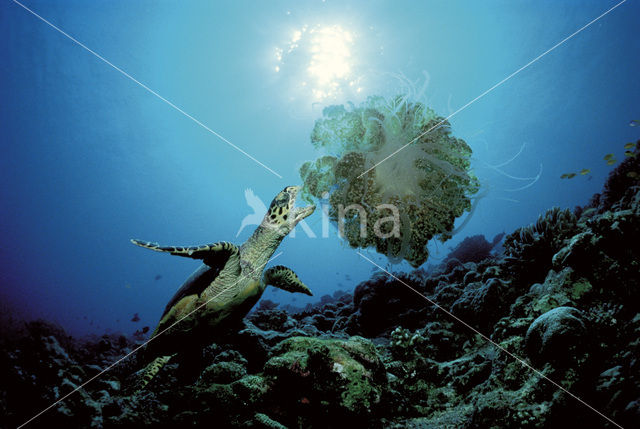 Hawksbill Turtle (Eretmochelys imbricata)