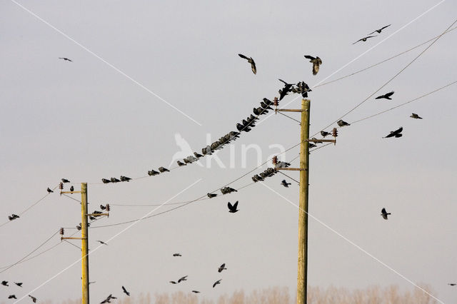 Eurasian Jackdaw (Corvus monedula)