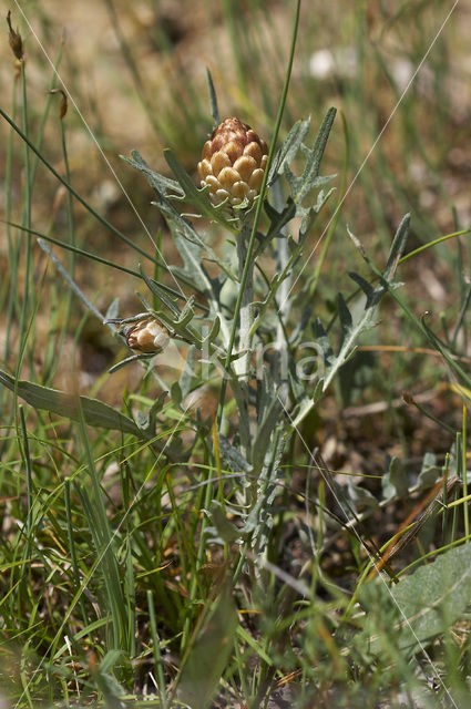 Kegeldragende centaurie (Leuzea conifera)