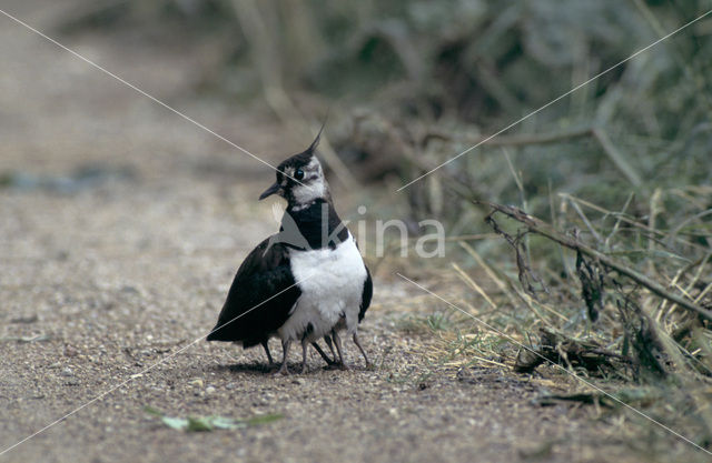 Kievit (Vanellus vanellus)