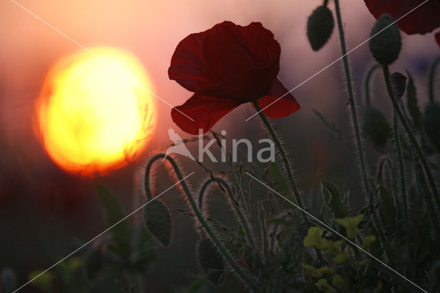 Klaproos (Papaver spec.)