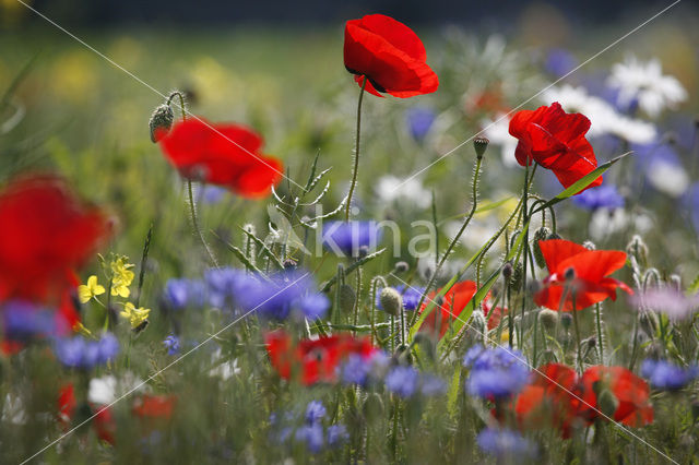 Poppy (Papaver spec.)