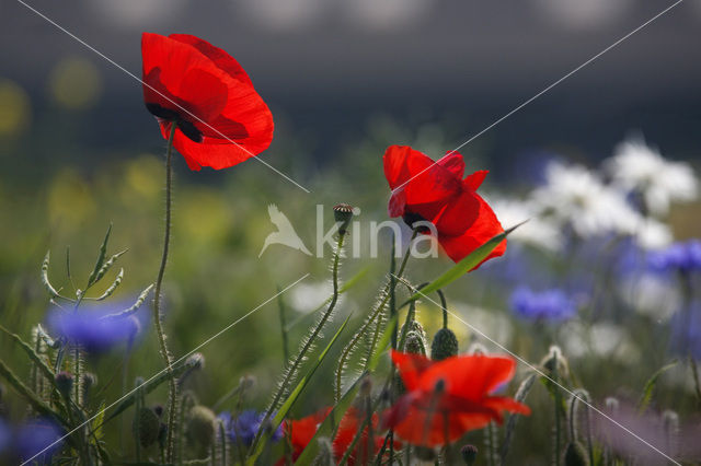 Klaproos (Papaver spec.)