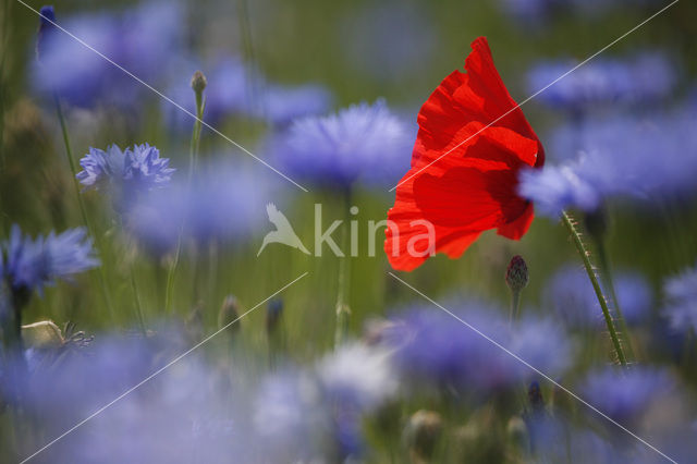 Klaproos (Papaver spec.)