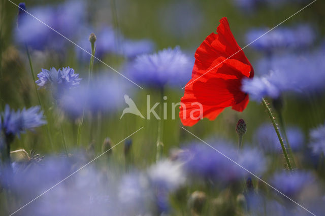 Poppy (Papaver spec.)