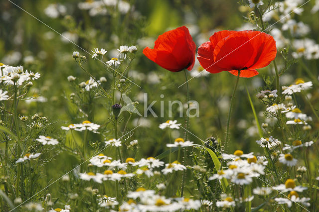 Klaproos (Papaver spec.)