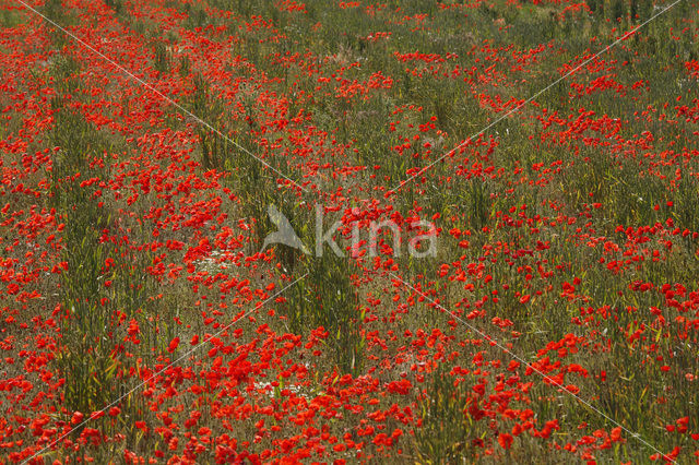 Poppy (Papaver spec.)