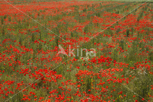 Poppy (Papaver spec.)