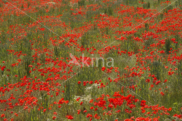 Poppy (Papaver spec.)
