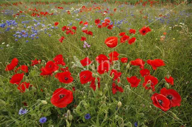 Klaproos (Papaver spec.)