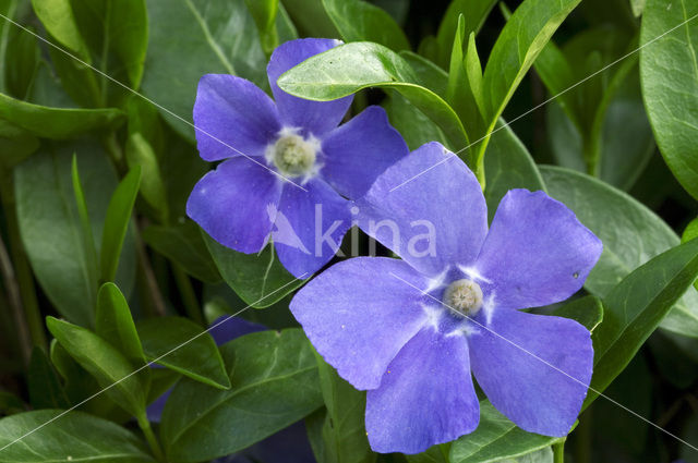 Kleine maagdenpalm (Vinca minor)