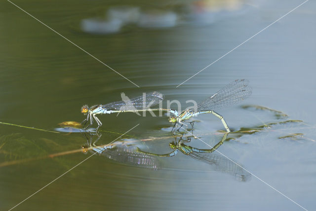 Small Red-eyed damselfly (Erythromma viridulum)