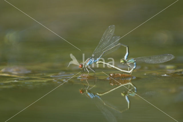 Small Red-eyed damselfly (Erythromma viridulum)