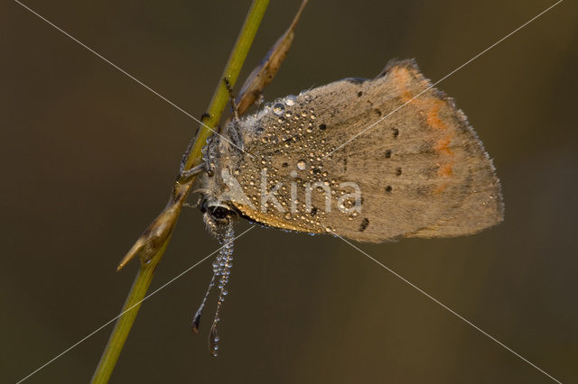 Small Copper (Lycaena phlaeas)