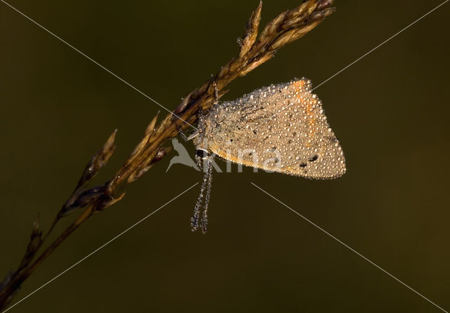Kleine vuurvlinder (Lycaena phlaeas)