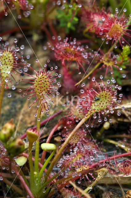 Kleine zonnedauw (Drosera intermedia)