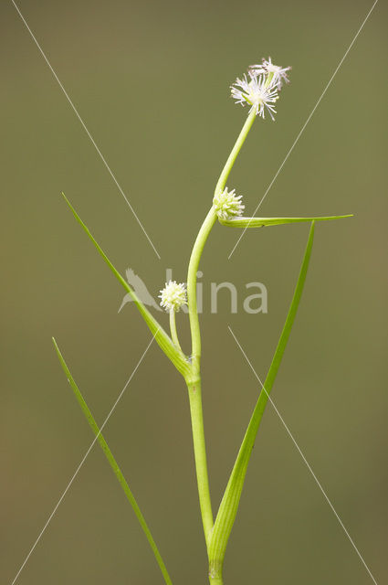 Kleinste egelskop (Sparganium natans)