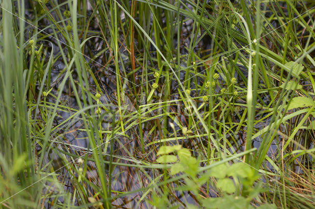 Least Bur-reed (Sparganium natans)