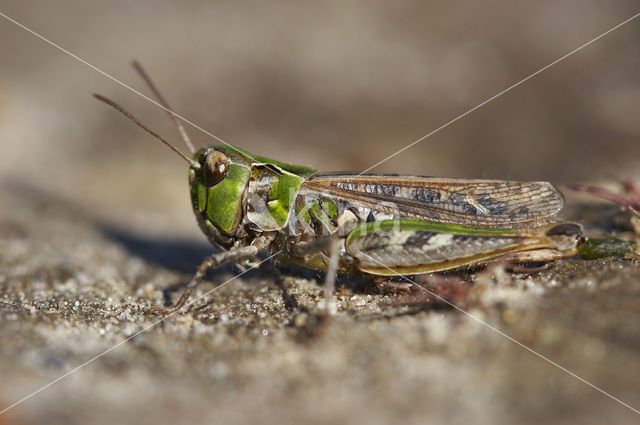 Mottled Grasshopper (Myrmeleotettix maculatus)