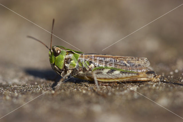 Mottled Grasshopper (Myrmeleotettix maculatus)