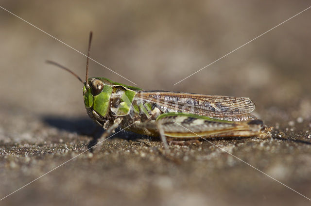 Knopsprietje (Myrmeleotettix maculatus)