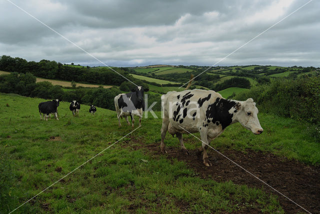Cow (Bos domesticus)