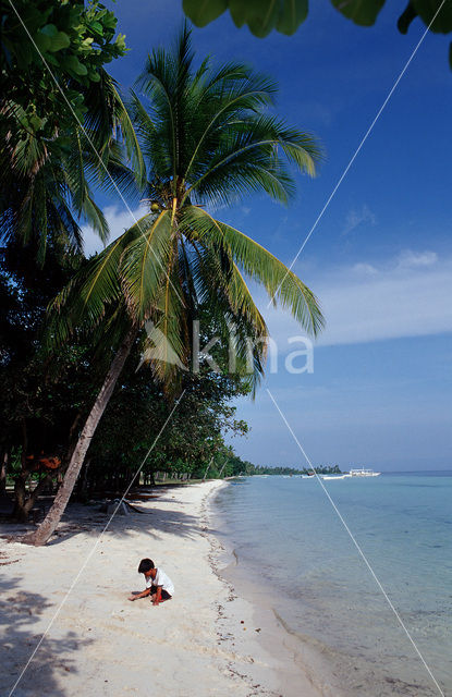 Coconut Palm (Cocos nucifera)