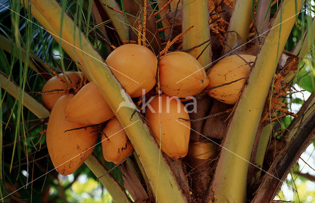 Coconut Palm (Cocos nucifera)