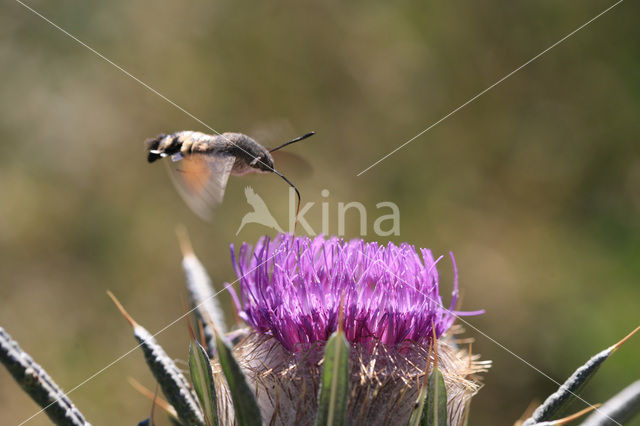 Kolibrievlinder (Macroglossum stellatarum)