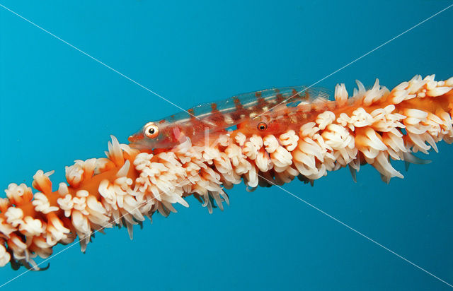 Whip coral goby (Bryaninops yongei)