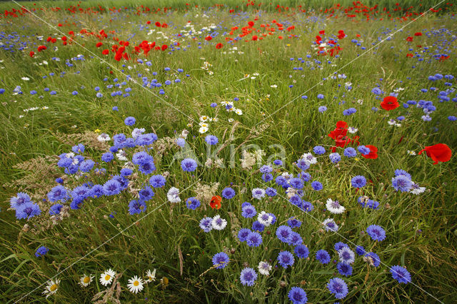 Cornflower (Centaurea cyanus)