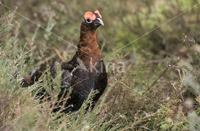 Black Grouse (Tetrao tetrix)