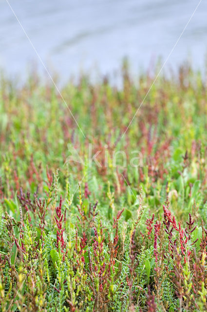 Kortarige zeekraal (Salicornia europaea)