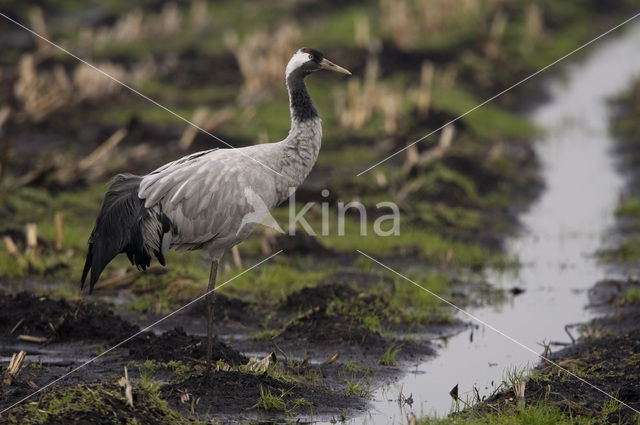 Common Crane (Grus grus)