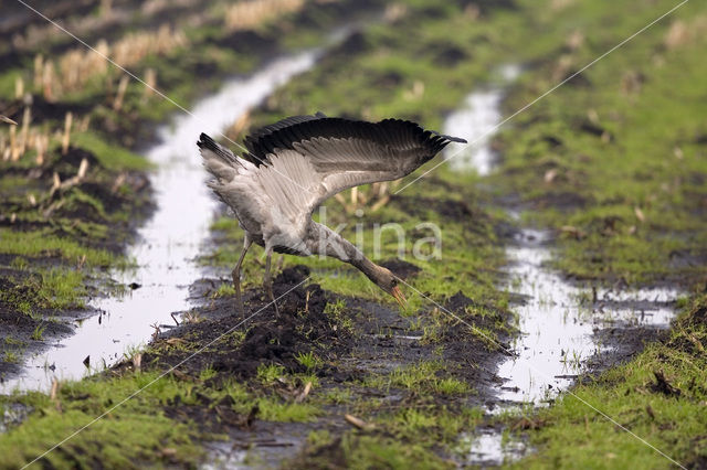 Common Crane (Grus grus)