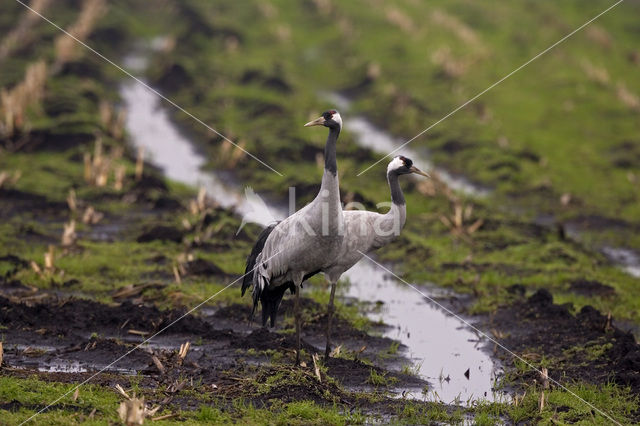 Common Crane (Grus grus)