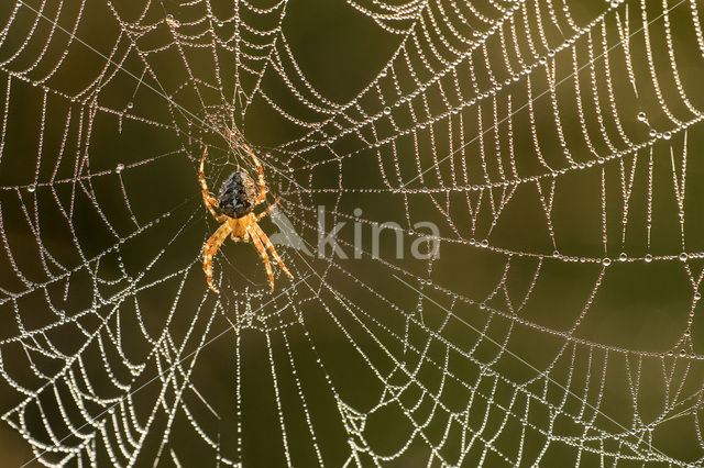 Kruisspin (Araneus diadematus)