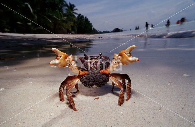 land crab (Gecarcinus sp.)