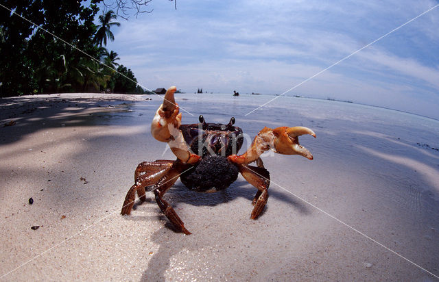 land krab (Gecarcinus sp.)