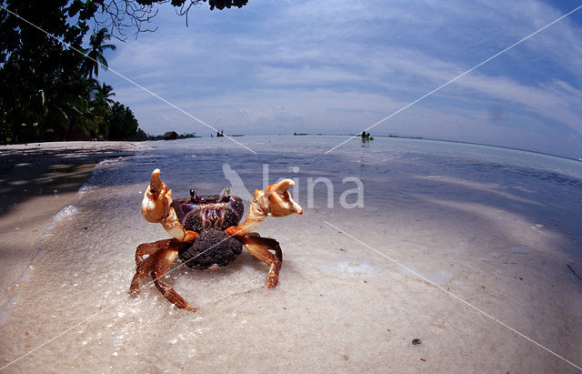 land krab (Gecarcinus sp.)