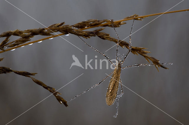 Langpootmug (Tipula sp.)